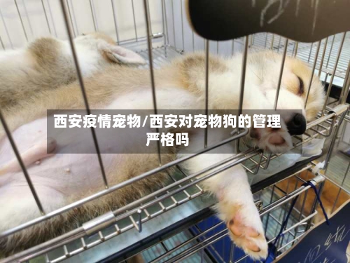 西安疫情宠物/西安对宠物狗的管理严格吗