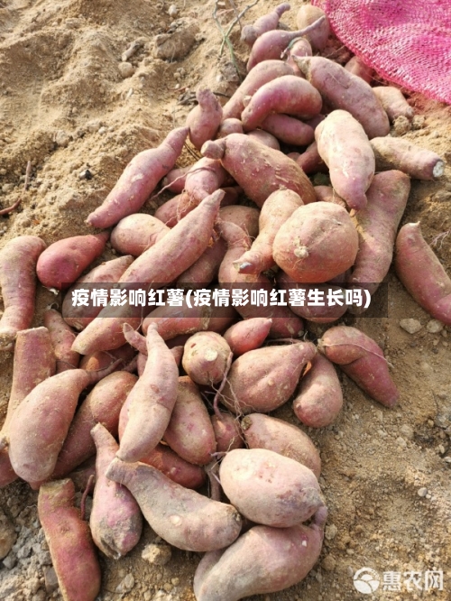 疫情影响红薯(疫情影响红薯生长吗)-第2张图片